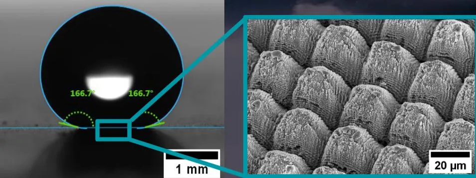Droplet on a surface and SEM image of the surface structure